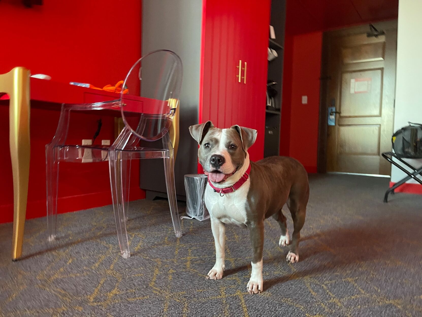Photo courtesy of Stray Rescue of St. Louis